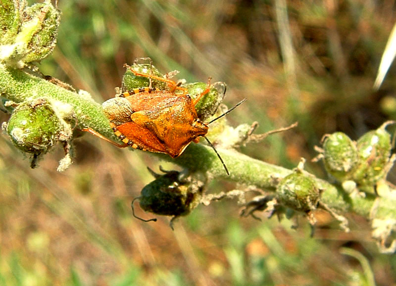 Carpocoris pudicus